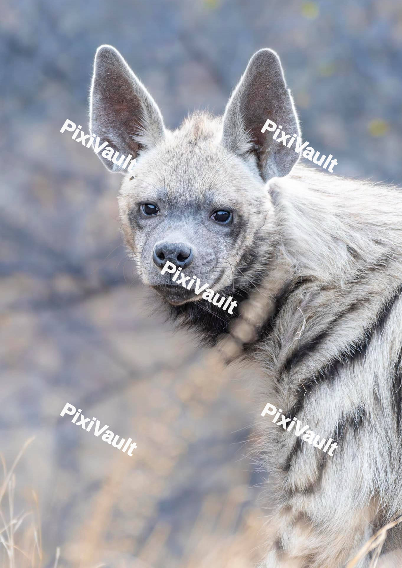 Striped Hyena